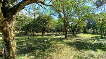 Vacant lot with natural trees grass and partial forest in Valle de Antón Panama