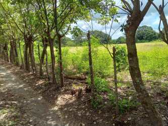 Rural scene with dirt path and fenced open field in La Pita, Alanje, Chiriquí Panama