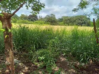 Open field with tall green grass and scattered trees under blue sky in Alanje Chiriquí