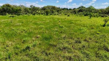 Lush overgrown plot showing tropical plants under clear blue Panama sky in Canta Gallo area