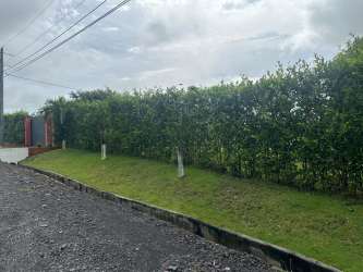 Property entry with tall greenery hedge and gated access viewed from paved roadside in La Lajas Chame Panama