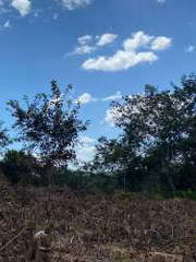 Land for Sale in La Mitra - 0 bedrooms