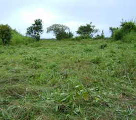 Farm Land for Sale in La Ermita - 0 bedrooms