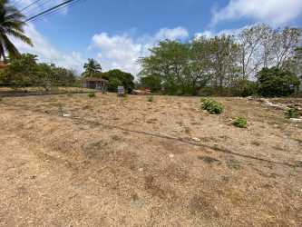 Undeveloped land lot with palm tree and sparse vegetation in Costa Esmeralda community Panama