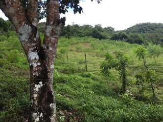 Large open grassy land parcel on main avenue in La Chorrera Panama ready for development