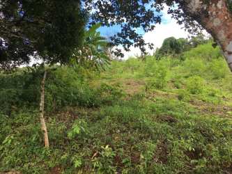 Vacant flat plot with grassy terrain and trees in commercial zone La Chorrera Panama