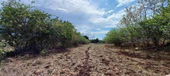 Open flat agricultural land with scattered tree border Los Santos Panama