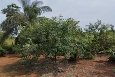 Countryside property with trees and shrubs rural Pedasí Panama