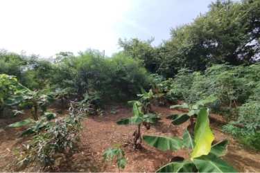 Lush banana plantation and tropical vegetation Panama countryside