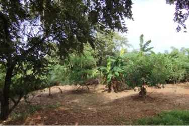 Banana plants thick natural vegetation rural lot Pedasí Panama