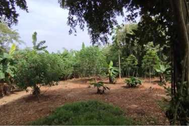 Green rural lot with mature trees and lush vegetation Pedasí countryside Panama