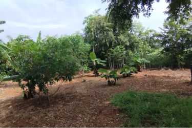Green landscape with mature trees open rural property Pedasí Los Santos Panama