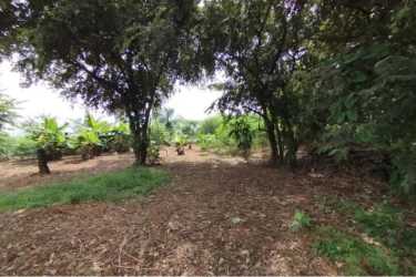 Banana plants in countryside land plot Pedasí Los Santos Panama