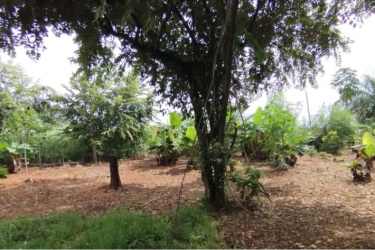 Tropical banana plants and vegetation Pedasí countryside farmland Panama