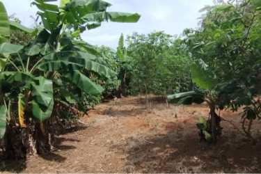 Banana plantation and lush vegetation rural land Pedasí Panama