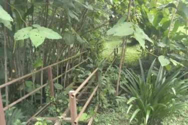Fertile natural garden space with mature dense vegetation and pathway Volcan Panama