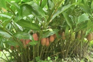 Ginger plants and tropical greenery perfect for agricultural or ornamental cultivation Volcan Panama