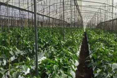 Interior greenhouse setup for plant cultivation on agricultural property in Boquete