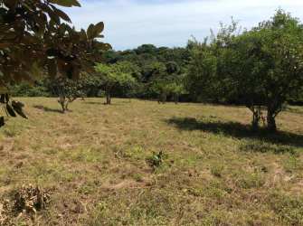 Open grassy land with scattered trees near Playa Bijao in Coclé Panama