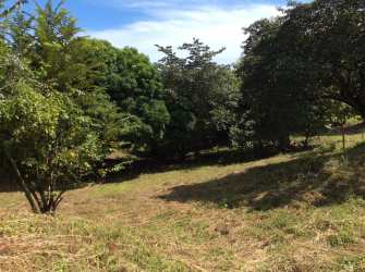 Rectangular titled land plot with trees near Playa Bijao Panama