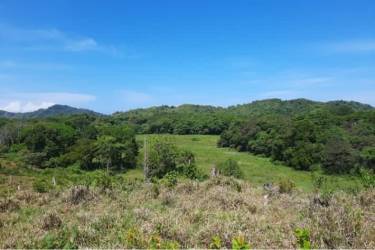 Thick tropical forest surrounding elevated lookout point with Pacific views in Pixvae Panama