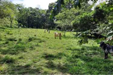 Lush greenery meets open field with sky over Pixvae coastal land