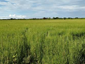 Extensive green open farmland ideal for agriculture or rice farming in Baru Chiriqui Panama