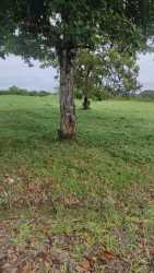 Green natural landscape open lot with hillside view in Penonomé Coclé