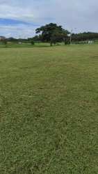 Spacious open green field with trees in rural Penonomé Coclé