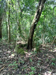 Dense woodland with trees along Zarati river in large Coclé land for development or preservation