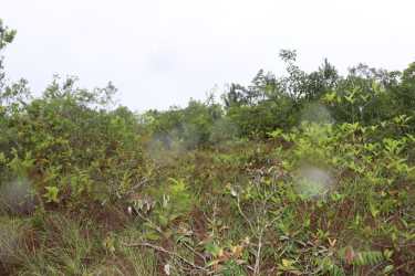 Dense nature vegetation rural lot in Penonomé Toabré Coclé Panama