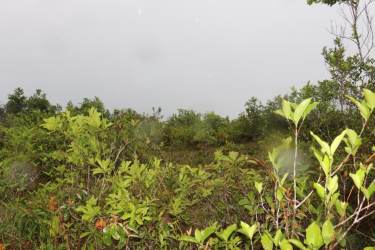 Natural undeveloped terrain dense shrubs Coclé Toabré Panama