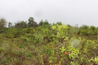 Forest view undeveloped land plot Toabré Coclé Panama for sale