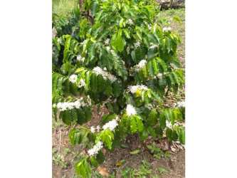 Mature flowering shrubs and green landscape on productive farmland in Chiriquí Panama
