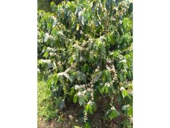 Close up of flowering coffee plant on active coffee farm in Santa Clara Chiriquí Panama