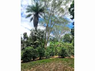 Dense banana plants and bamboo grove on rural agriculture property Santa Clara Panama