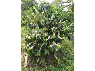 Lush banana plants and green foliage on tropical farmland in Chiriquí Panama