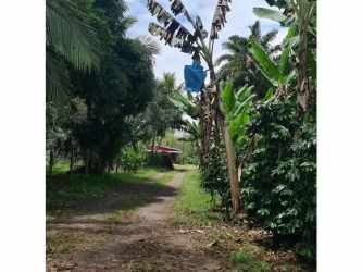 Banana grove along farm trail under blue sky at Chiriquí agricultural estate Panama