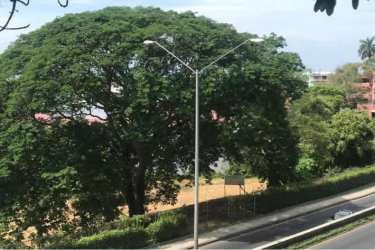 Urban site view with paved streets large trees billboards and city buildings ideal for commercial use