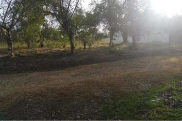Sunlit garden and natural landscaping within Hacienda La Florenciana Panama