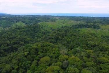 Overhead view dense forest canopy with ocean beyond, prime eco acreage Piña Chagres Colón Panama