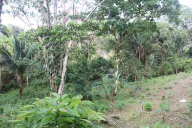 Tropical green sloped terrain with thick vegetation in Altos San Miguel Penonomé