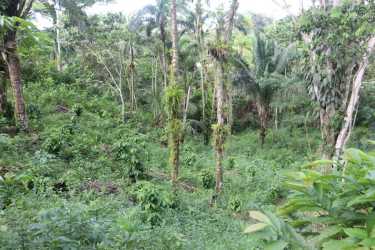 Untamed rainforest lot with palm trees for rural development in Penonomé Coclé