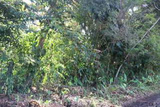 Agricultural Land for Sale in San Lorenzo - 0 bedrooms