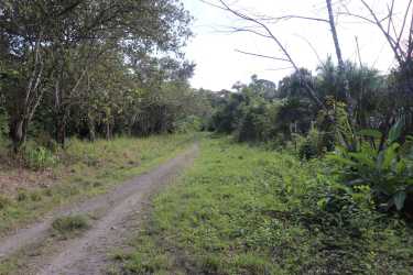 Rural dirt road surrounded by dense palm trees and rich natural vegetation in Baru Chiriqui Panama farmland