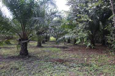 Lush forest vegetation and mature palm trees on undulated tropical farmland in Baru Panama