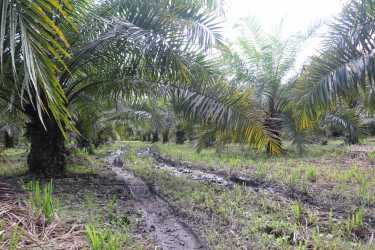 Oil palm plantation land with muddy path natural tropical vegetation in rural Baru Panama Chiriqui