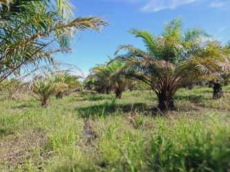 Rustic dirt pathway for agricultural vehicles on palm farmland
