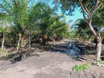 Muddy tropical farm access track with dense palm trees foliage near Volcán Barú
