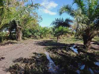 Palm plantation farmland with green grass and clear sunny skies El Palmar Chiriquí